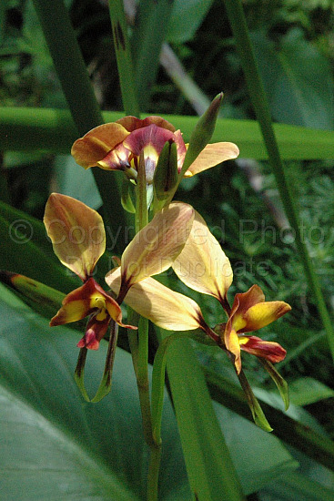 Australian Flora
