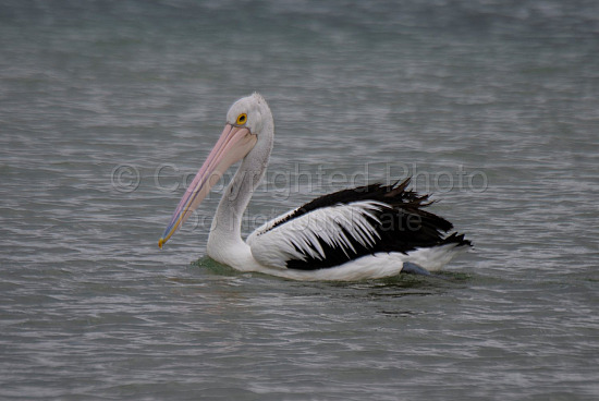 Pelican Flinders Bay, Augusta, Western Australia