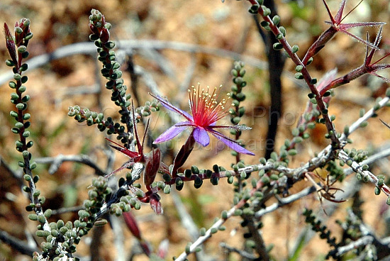 Australian Flora