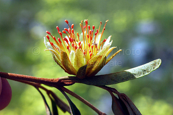 Australian Flora