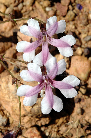 Australian Flora