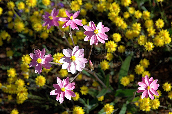 Australian Flora