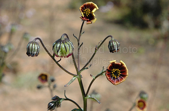 Australian Flora