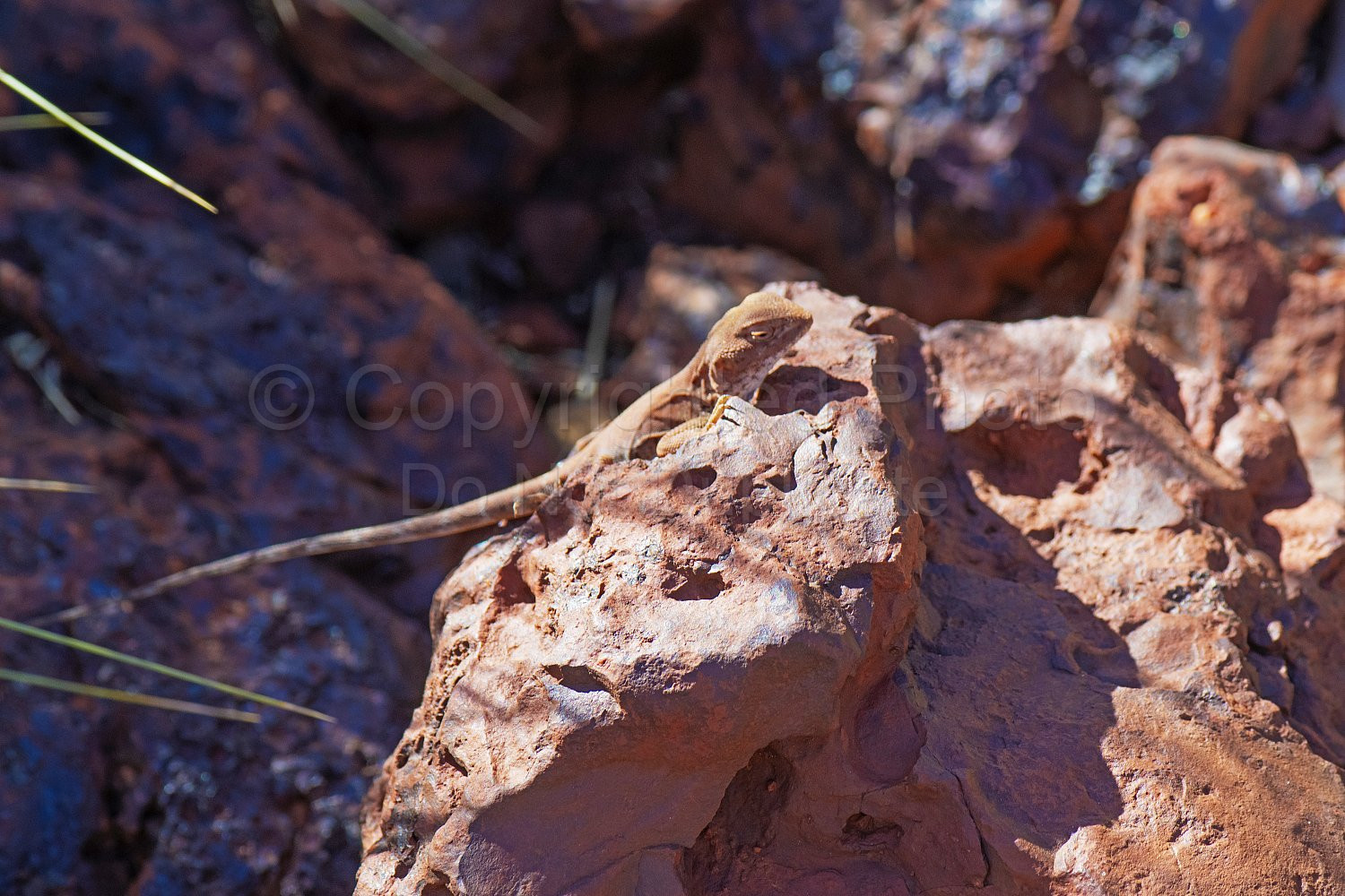 Pilbara Lizard