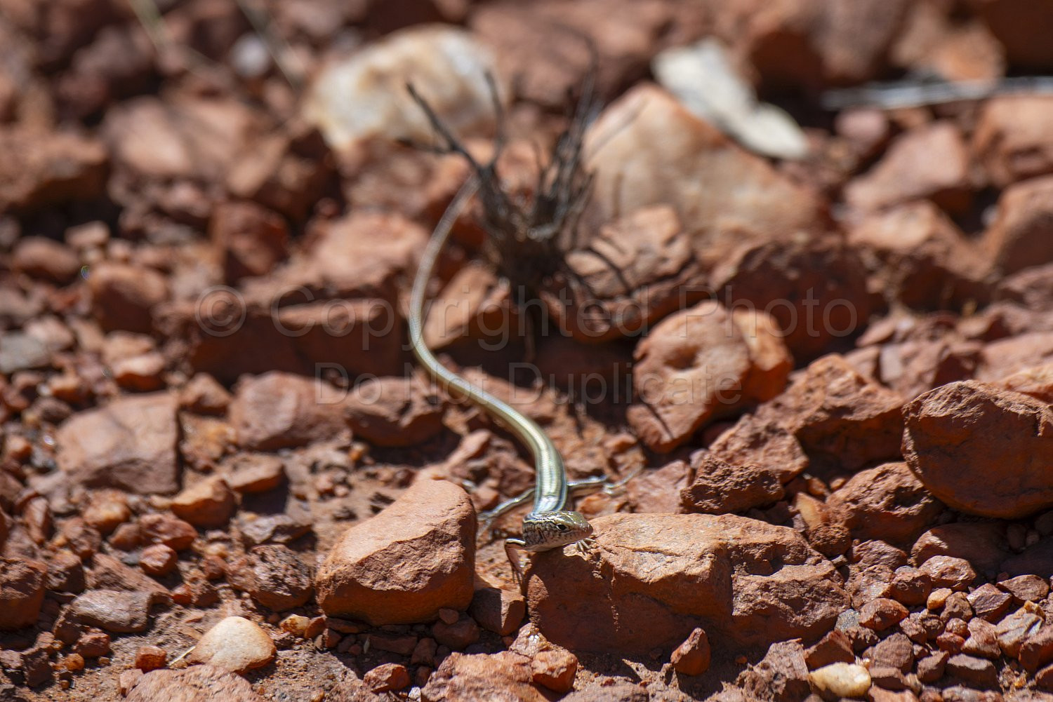 Pilbara blue-tailed skink