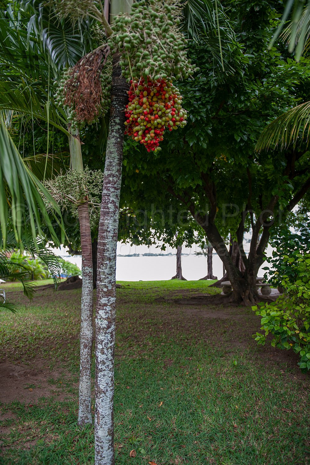 Mauritius