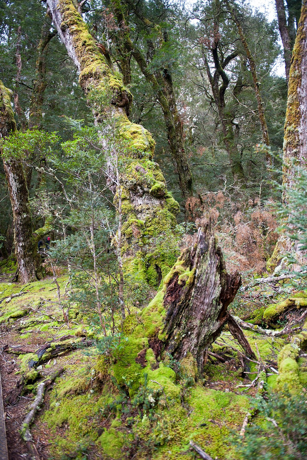 Cradle Mountain Tasmania