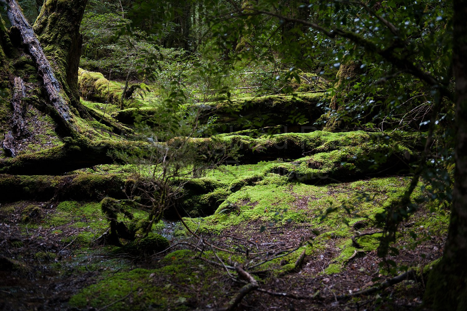 Cradle Mountain Tasmania