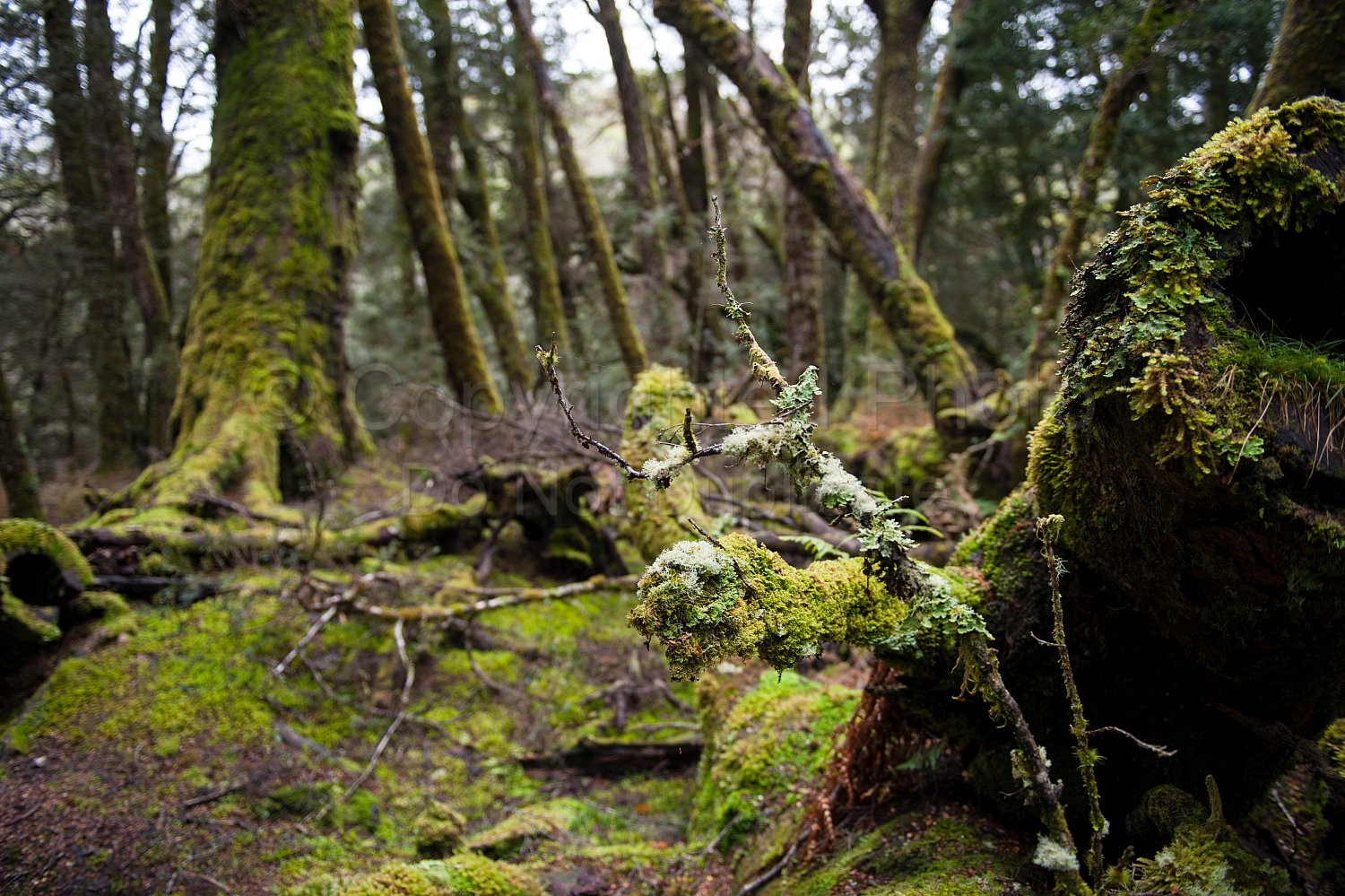 Cradle Mountain Tasmania