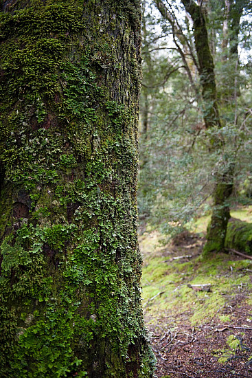 Cradle Mountain Tasmania