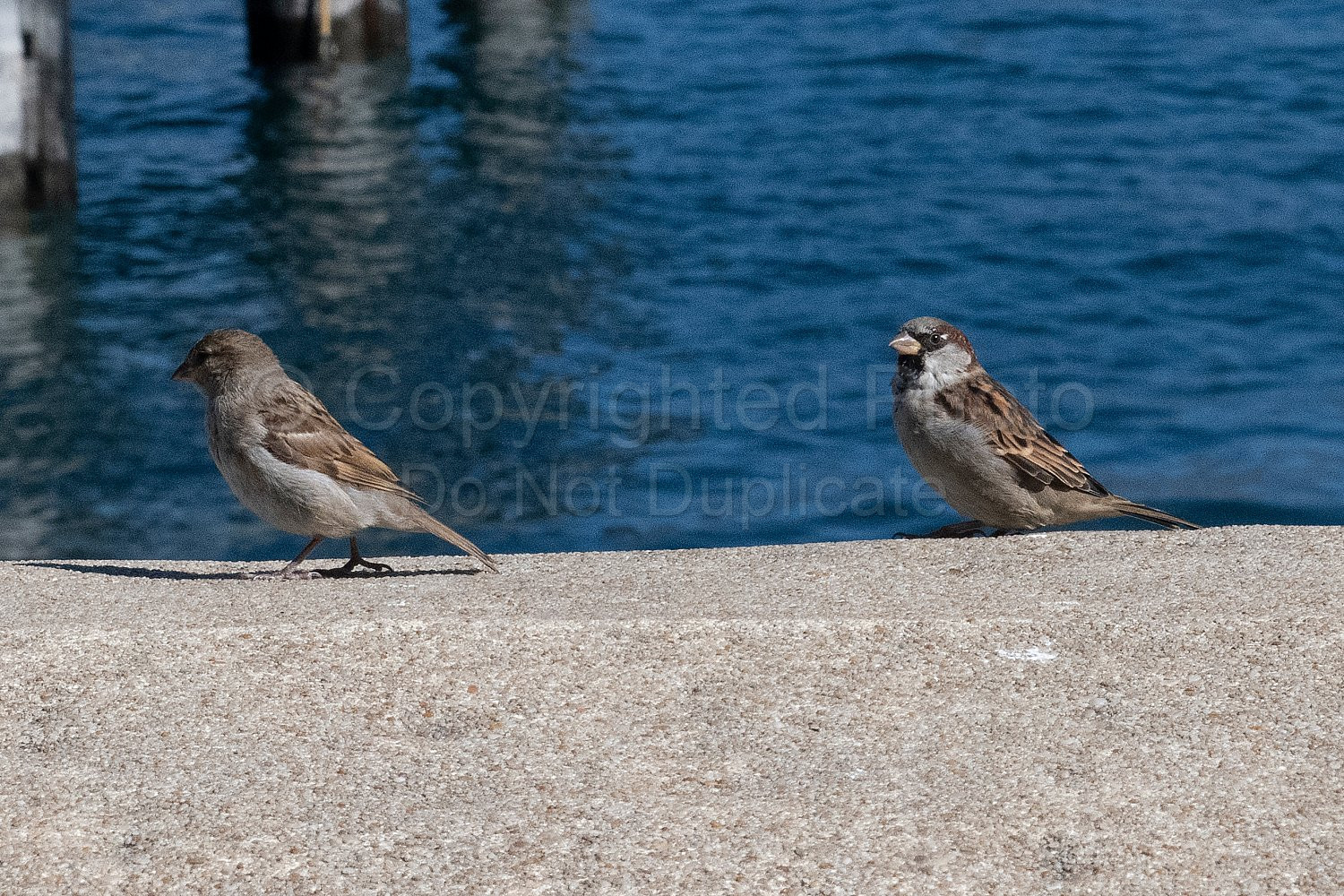 New Zealand South Island