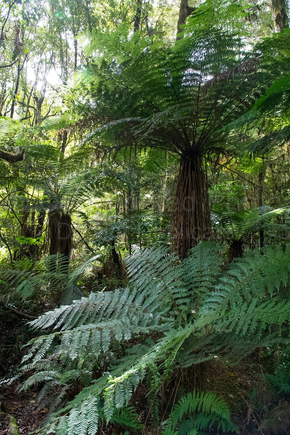 New Zealand South Island
