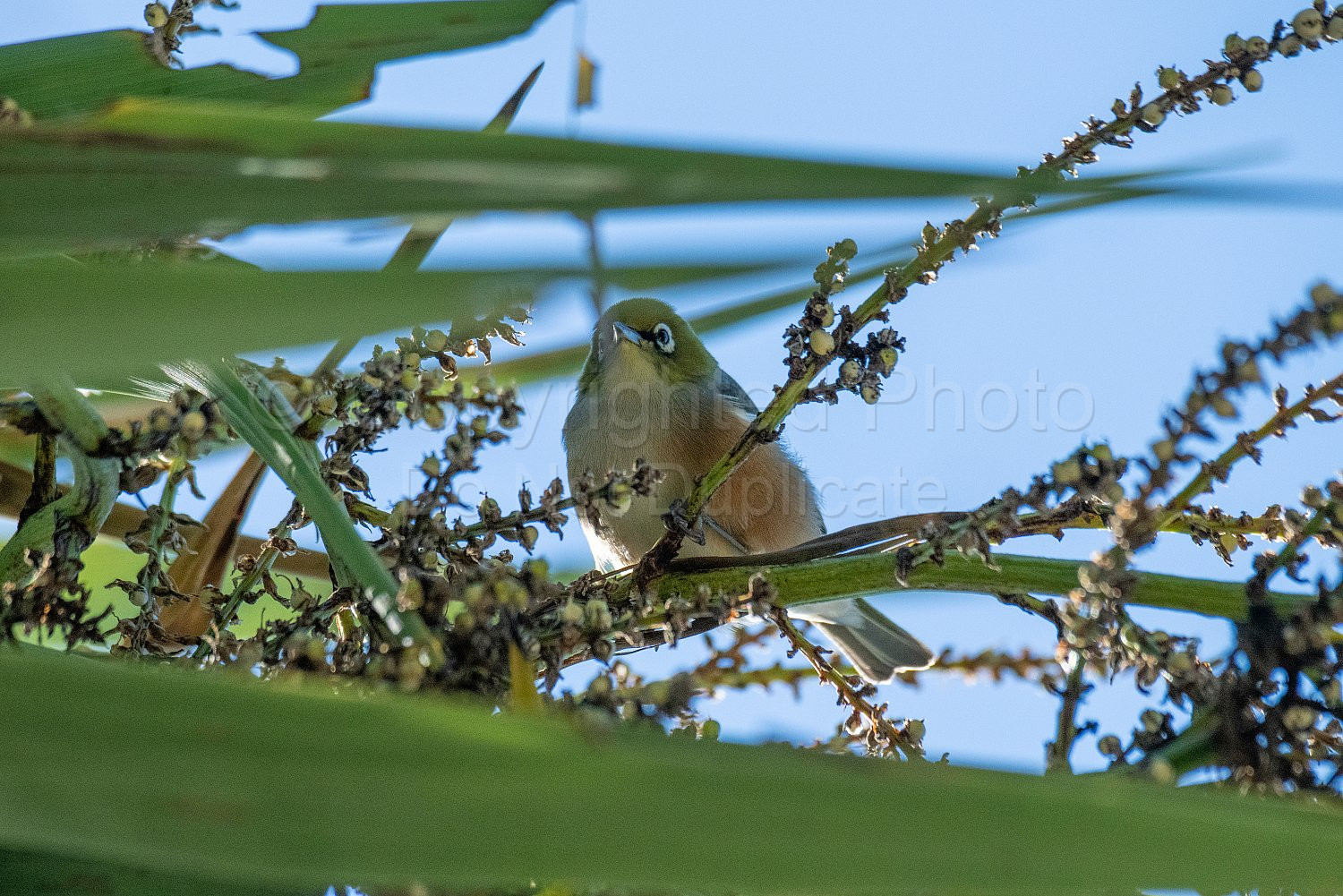 New Zealand Silver Eye