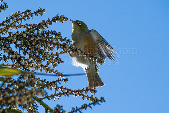 New Zealand Silver Eye
