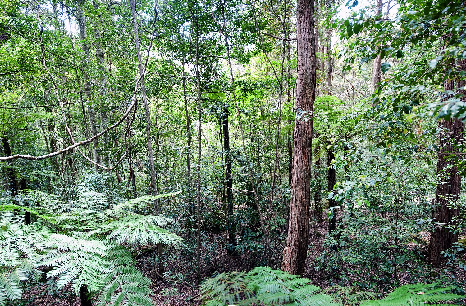 Forest, South West, Western Australia, landscape, trees