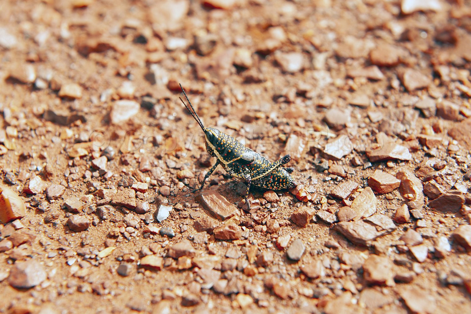 Pilbara Insect