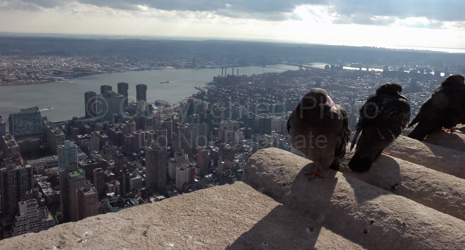 View from Empire State Building