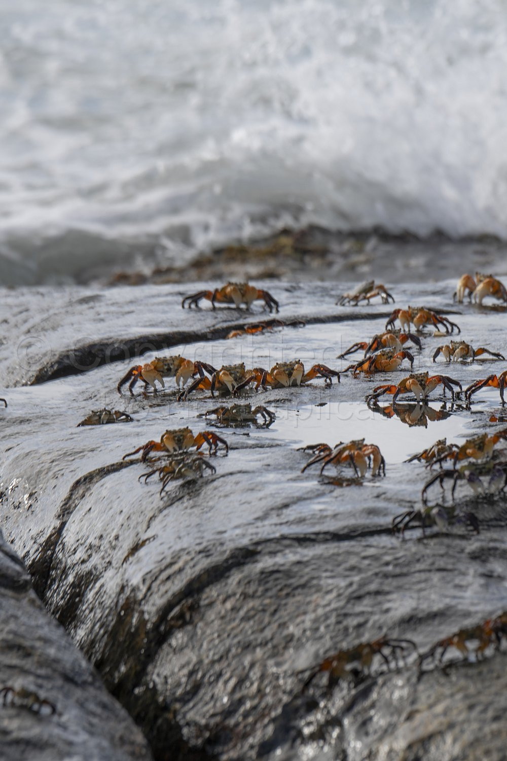 Crabs Flinders Bay, Augusta, Western Australia