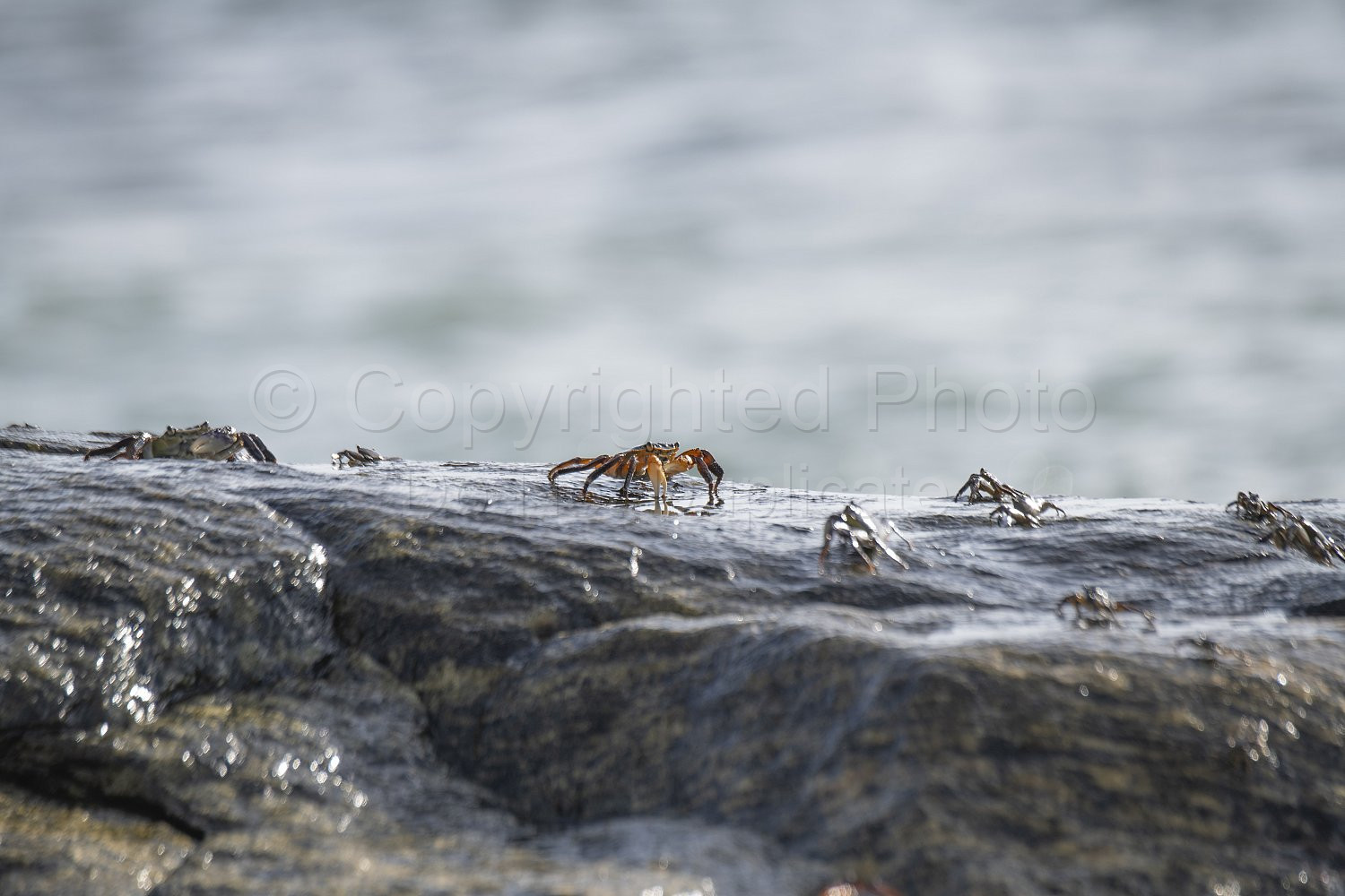 Crabs Flinders Bay, Augusta, Western Australia