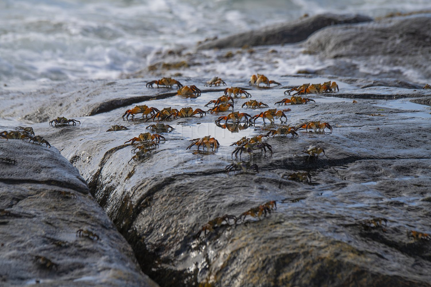 Crabs Flinders Bay, Augusta, Western Australia