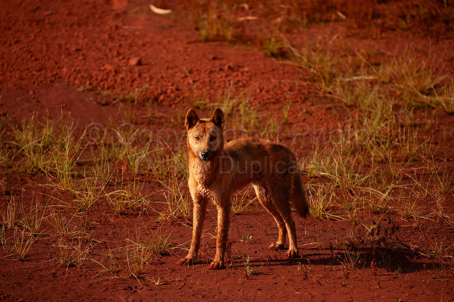 Pilbara Dingo