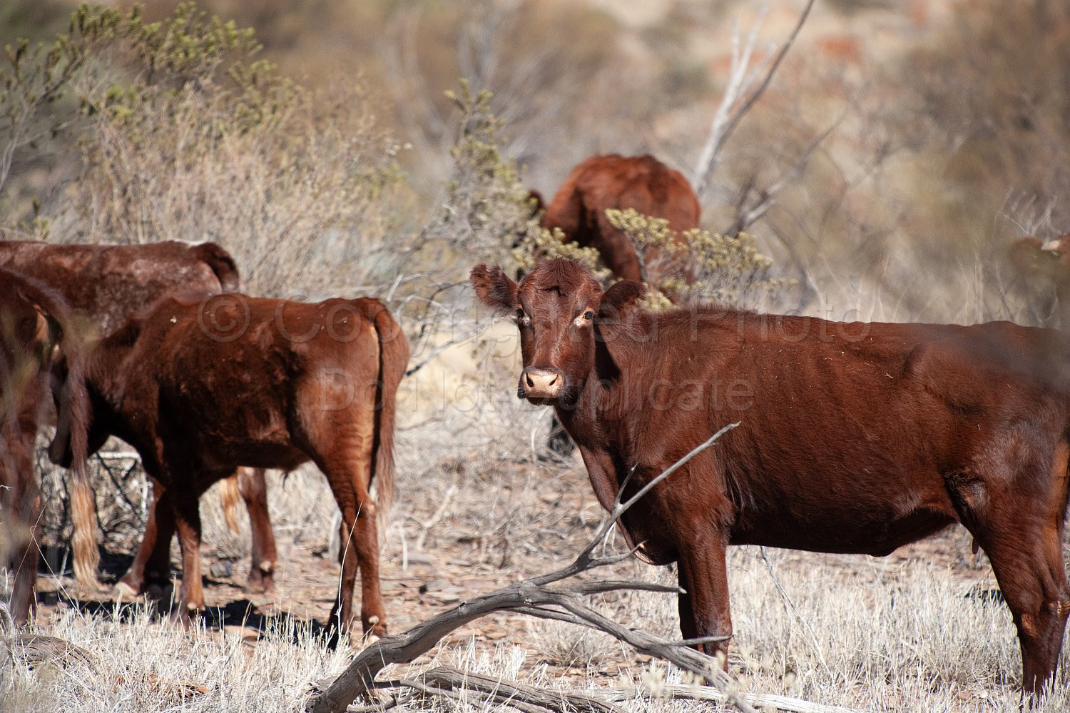 Pilbara Outback Cattle