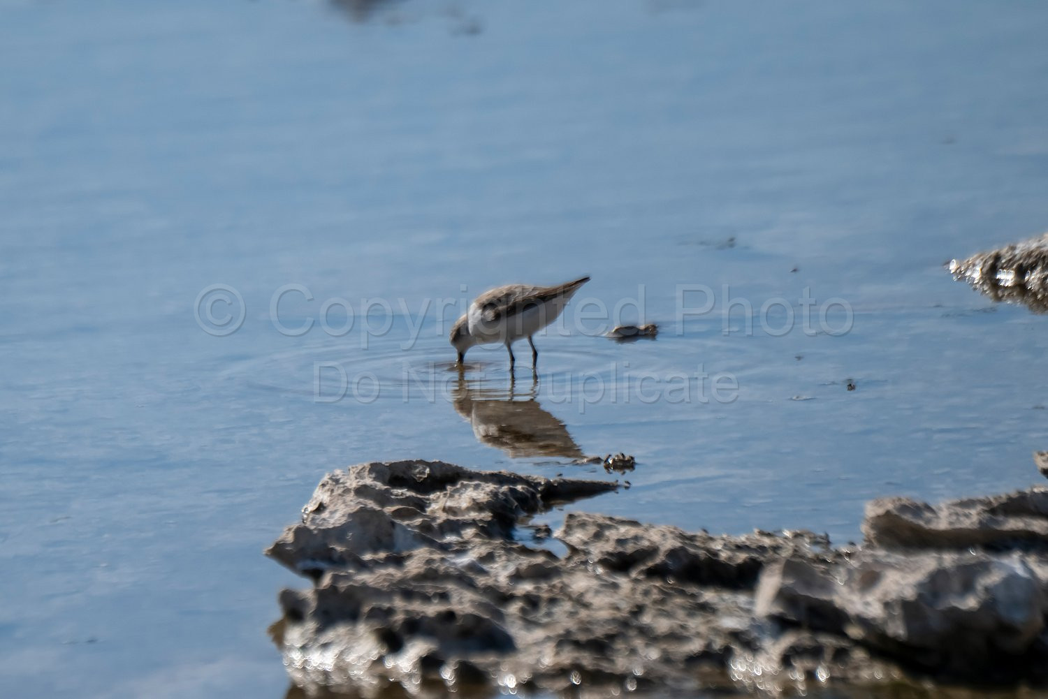 Birds on Rottnest Island