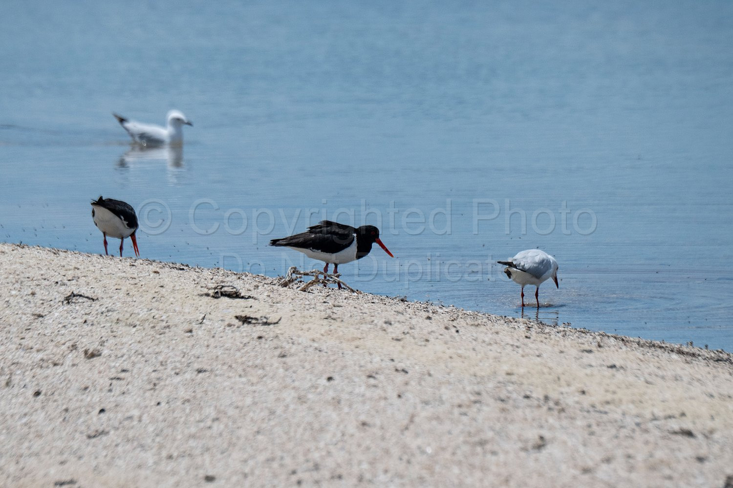 Birds on Rottnest Island