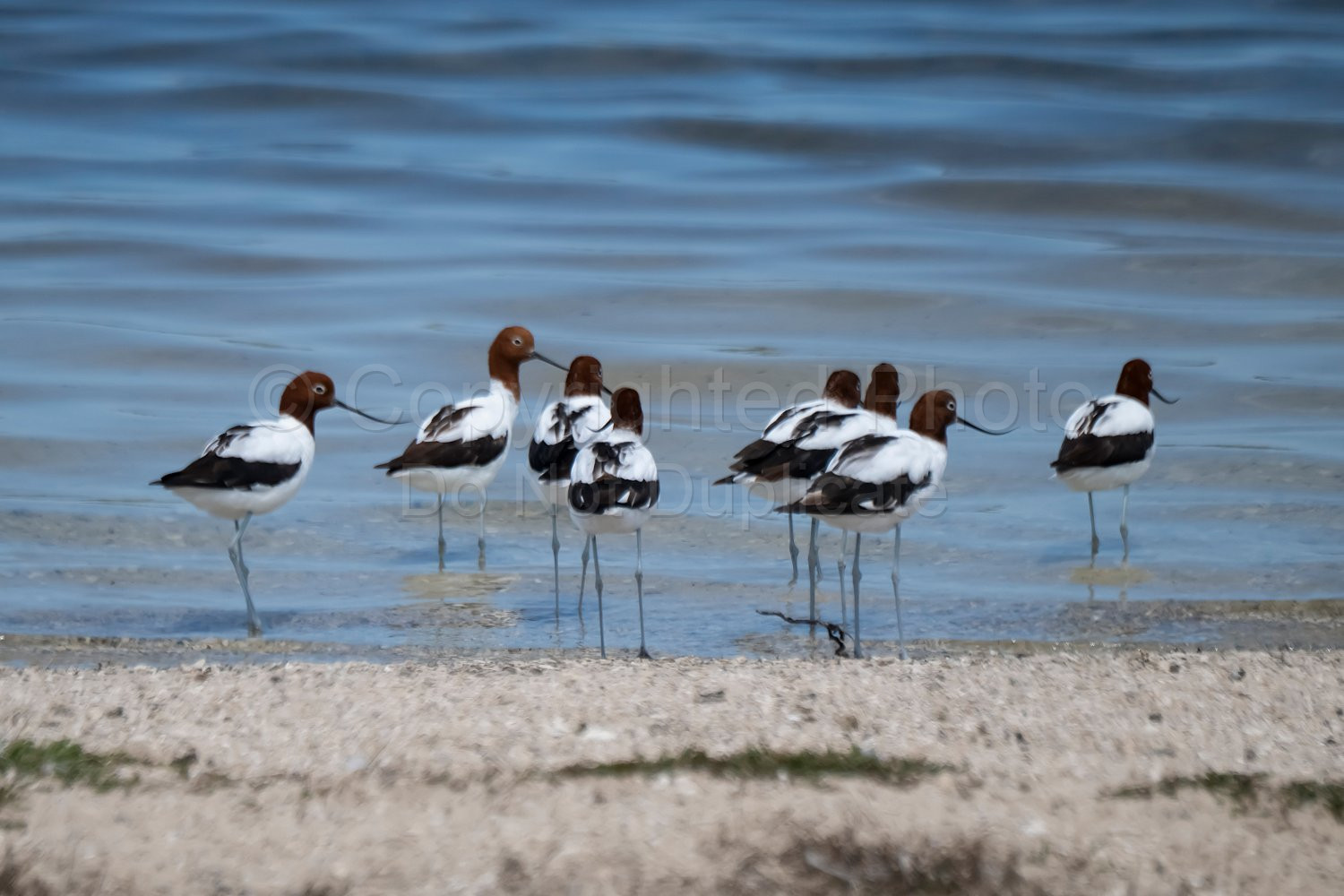 Birds on Rottnest Island