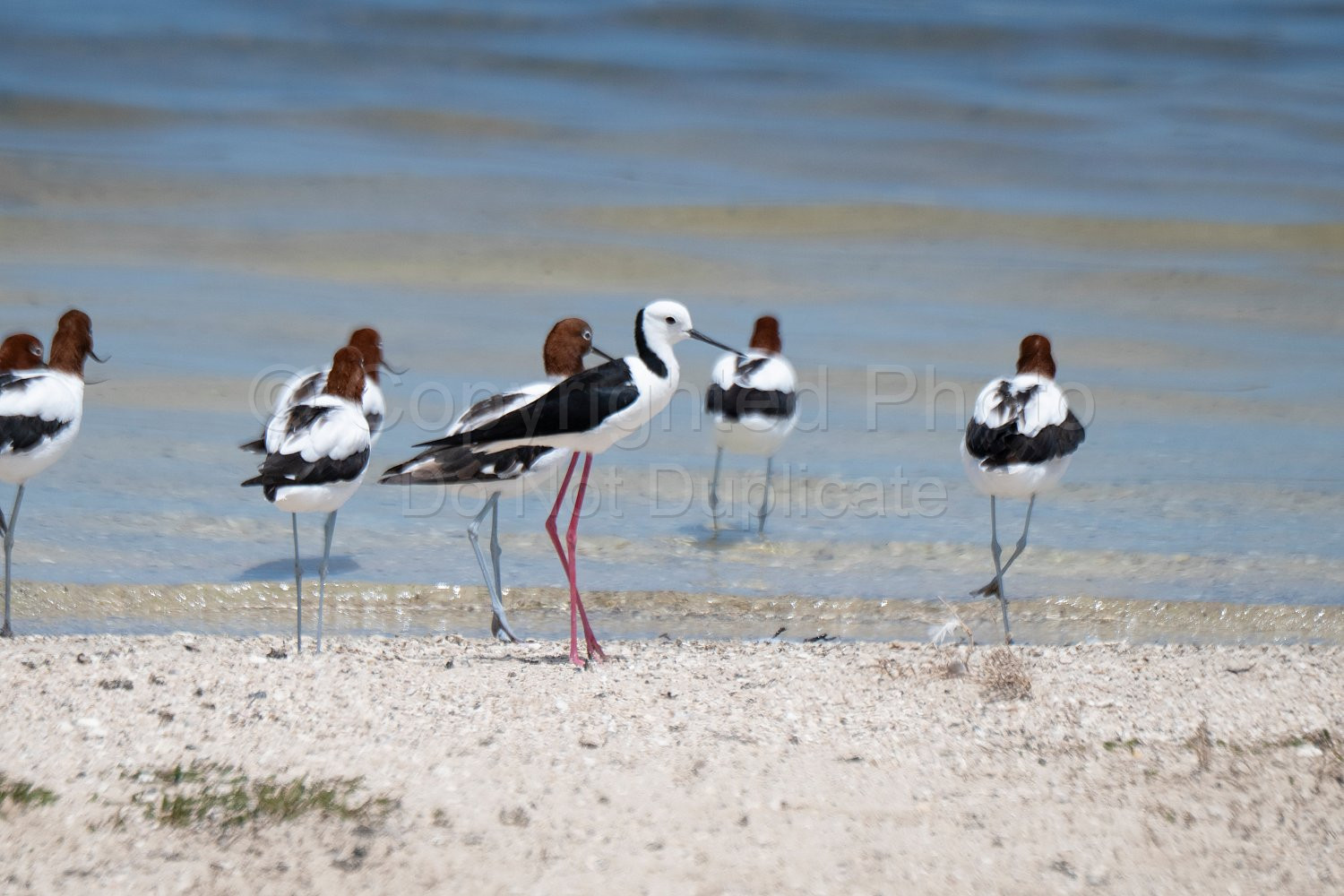 Birds on Rottnest Island