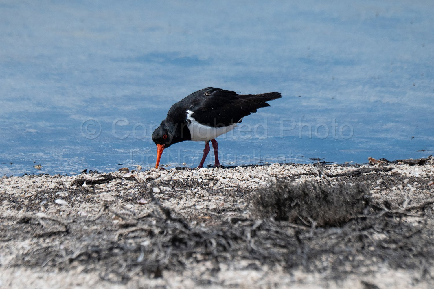 Birds on Rottnest Island