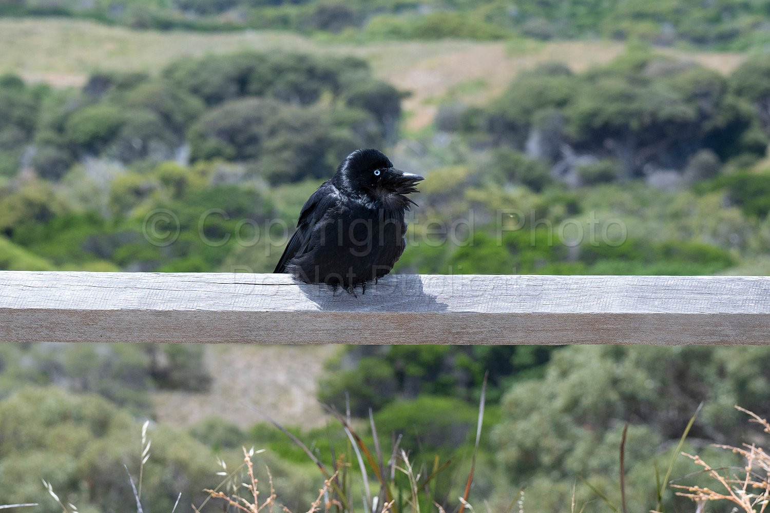 Birds on Rottnest Island