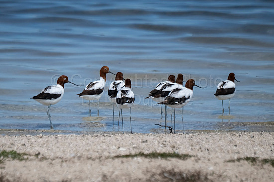 Birds on Rottnest Island