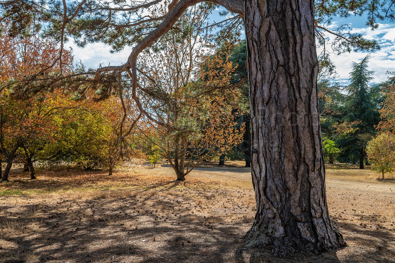 Kew Gardens