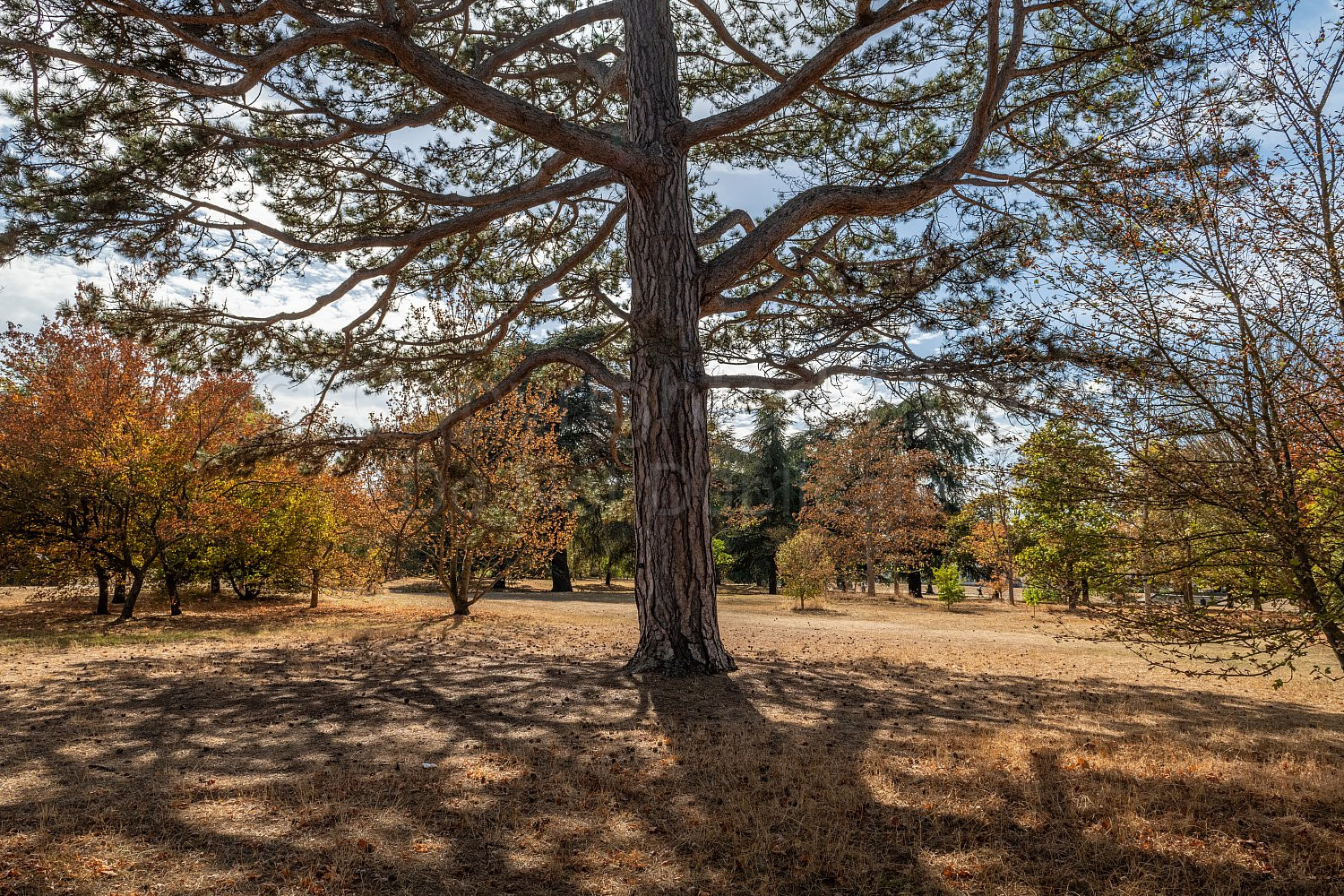 Kew Gardens