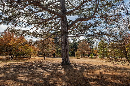 Kew Gardens