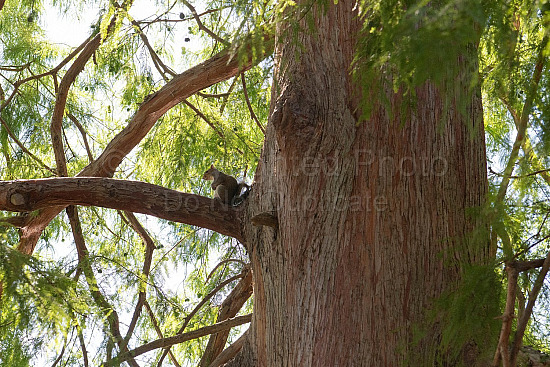 London Squirrel