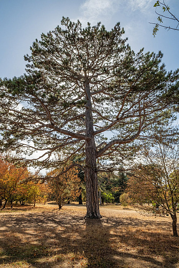 Kew Gardens