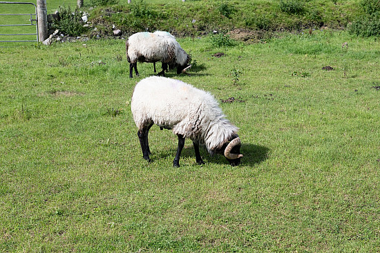 Achill Island