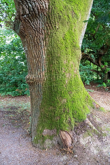 Blarney Castle Gardens